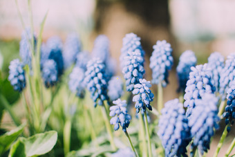 Blumen